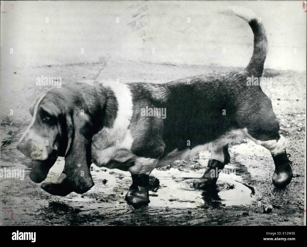 Febbraio 25, 2012 - Alla ricerca umana: fotografo Giovanni Doidge ritiene gli animali agire sempre più come gli esseri umani dagli esseri umani. Egli ha speso la sua vita professionale a scattare foto di persone e animali nei giardini zoologici. Questi pix sono presi da una collezione del suo miglior lavoro pubblicato in un libro chiamato ''So chi dice che non siamo umani.'' Abesset ore chiamato freccia dotato di due coppie di pattini bagnati perché il suo proprietario ha voluto evitare segni sul suo tappeto, indossa ancora un aspetto soleful forse perché le sue orecchie sono ancora ottenere una imbibizione. Foto Stock