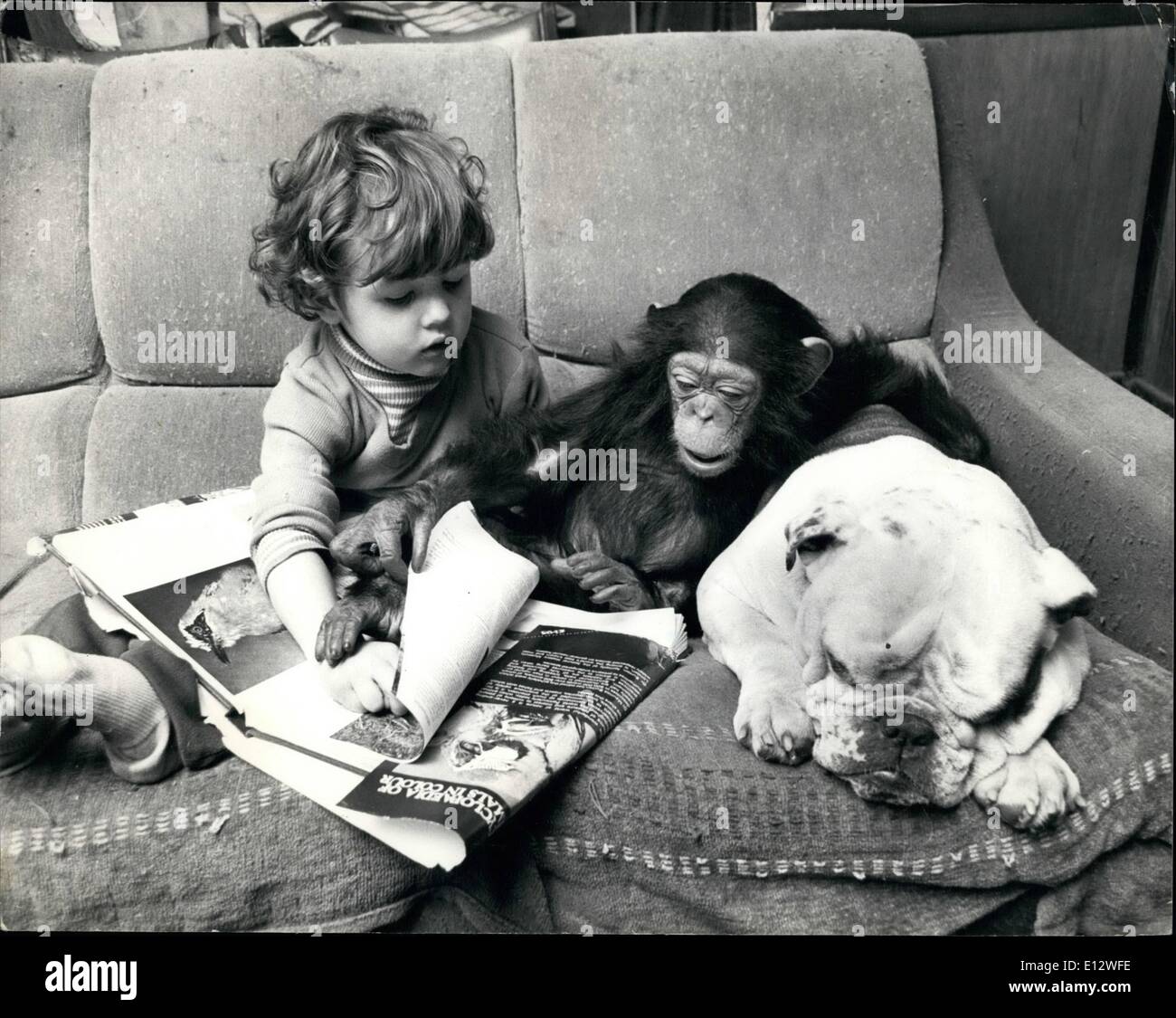 Febbraio 25, 2012 - una luminosa scintilla nella famiglia di bugne. Di nuovo membro della famiglia di bugne - Sparky chimp, ravviva la scena nazionale, e arriva a conoscere i fratelli e la sorella, sparky è un bambino nato di scimpanzé in loos zoo, nel Warwickshire, e lui è stato portato nella loro casa fino a quando egli cresce un po'. 7 anno vecchio Tracy e 3yerar vecchio Alam sono lieti, un chimp rende un grande gioco mate, ma butch il Bulldog non è così sicuro, egli è più diffidenti nei confronti di questo nuovo arrivato. Dopo tutto un cane di mantenere la sua posizione come famiglia pet. Alam ama il nuovo pet, ma constata che egli non è troppo buona in lettura Foto Stock