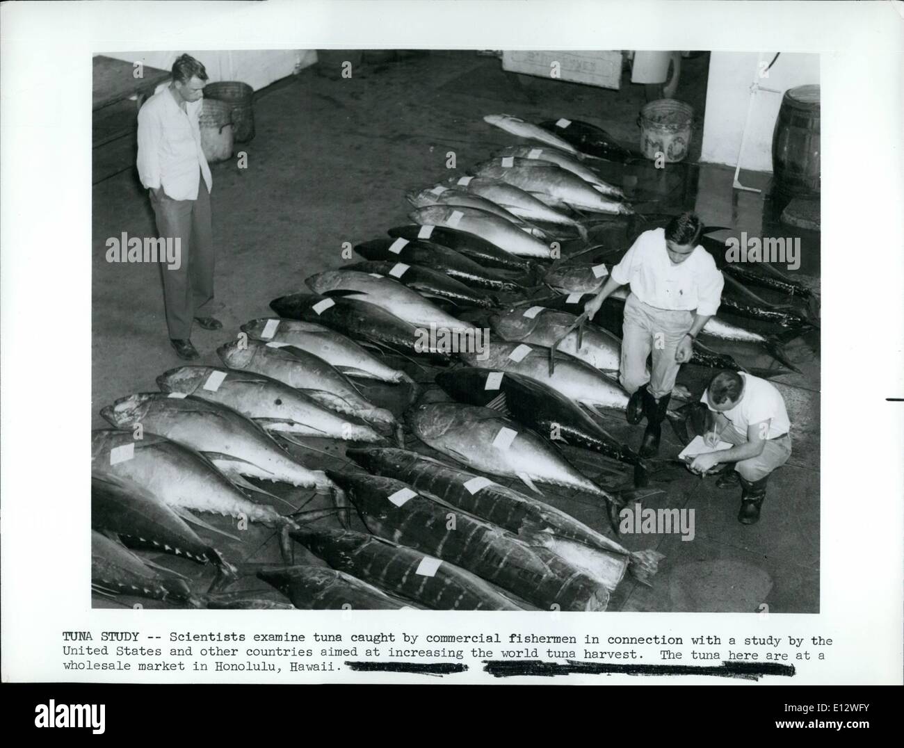 Febbraio 25, 2012 - studio di tonno -- Gli scienziati esaminare il tonno pescato dai pescatori commerciali in collegamento con uno studio da parte degli Stati Uniti e di altri paesi con lo scopo di aumentare il mondo di tonno di raccolto. Il tonno qui sono a tutta una vendita sul mercato a Honolulu, Hawaii. Foto Stock