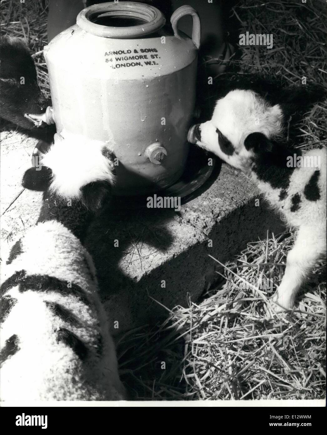 Febbraio 25, 2012 - Un secolo di biberon salva questi Baby agnelli. Metodi moderni sono disprezzati da esperti di Miss Mabel Hawkins. Utilizzando un 100-anno-vecchio giara di pietra il biberon con prove di alimentazione a tutto tondo, lei è il salvataggio di quattro agnelli salvato quando meno di una settimana fa e che era stato pubblicizzato come ''per la vendita come animali domestici " da un agricoltore del Sussex. Quando Miss Hawkins, chi gestisce la Raystede Centro per il benessere degli animali a Ringmen, vide questo ella è stato sconvolto e prontamente riuscito all'acquisto. Ora stanno facendo bene, essendo stato allattato da una condizione in cui ella sostiene che essi erano quasi sicuri di morire Foto Stock