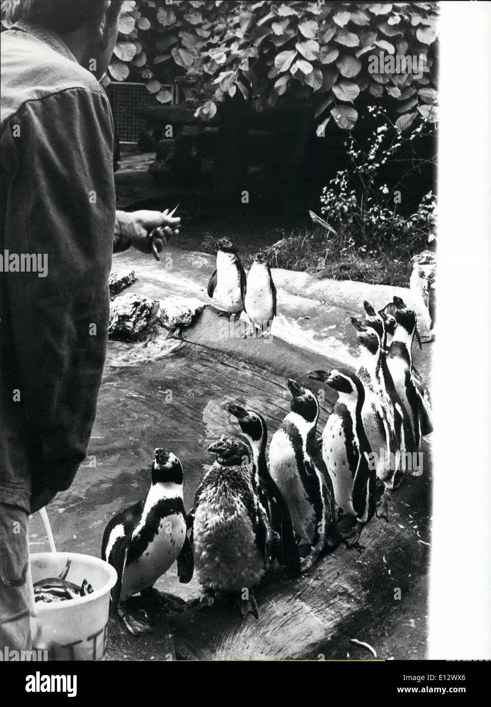 Zoo dei pinguini di humboldt immagini e fotografie stock ad alta risoluzione - Alamy