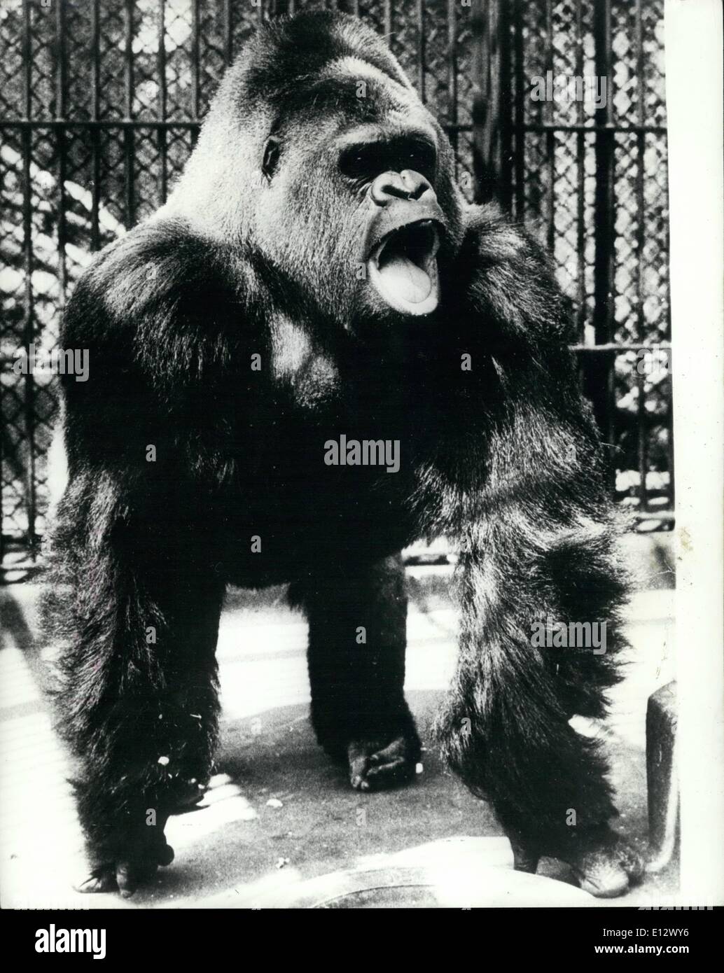 Febbraio 25, 2012 - Non è così male come egli guarda: questo 500LB GORILLA dallo zoo di Stoccolma potrebbe venire a voi lasciar fuori un fortissimo scroscio, e battendo il petto con rinserrata pugni, tutto questo potrebbe farvi sentire pallido, MA È PRINCIPALMENTE PER INCREMENTARE LA PROPRIA MORALE, piuttosto che quella di una vera e propria aggressione verso di voi. Foto Stock