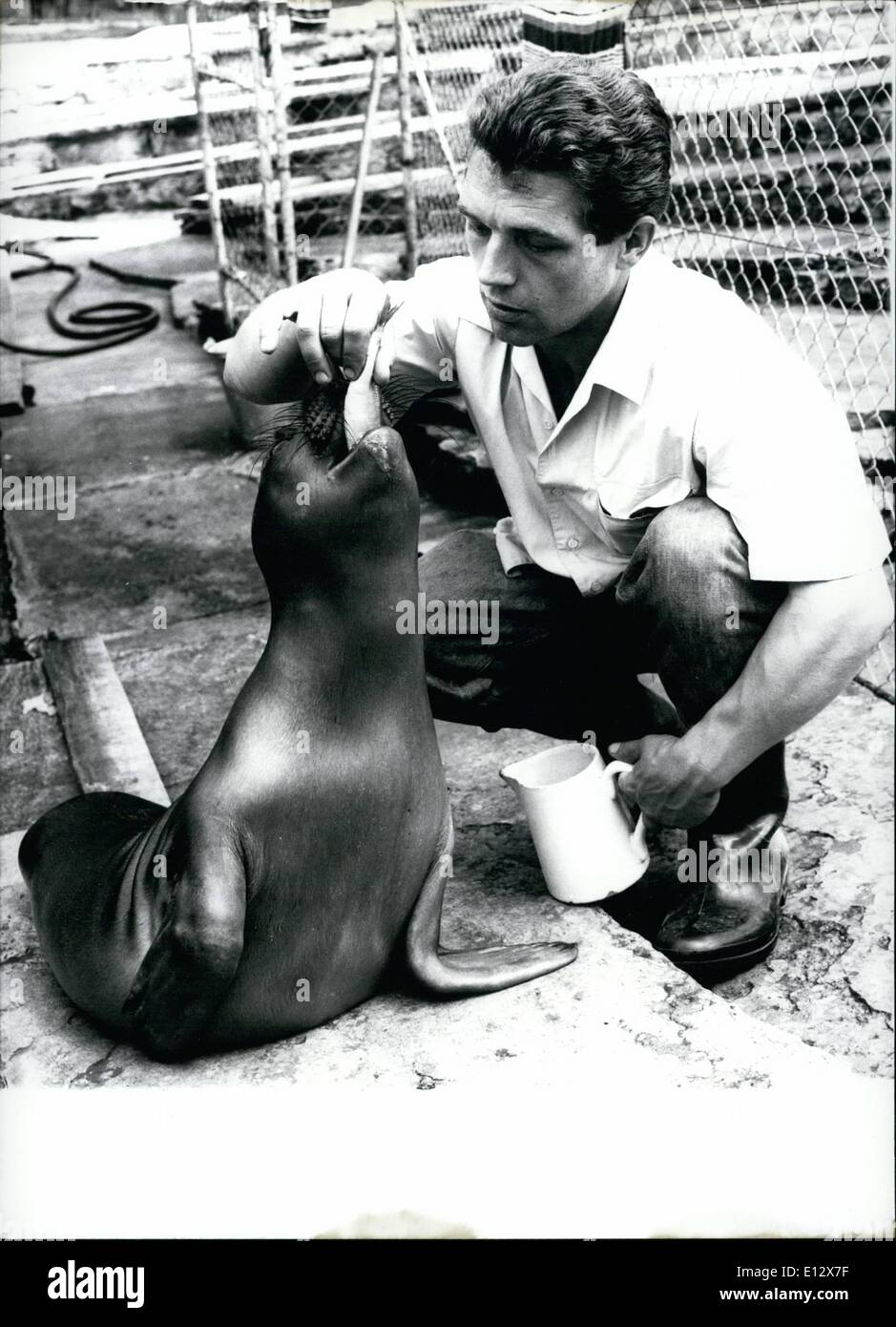 Febbraio 25, 2012 - il suo primo aringhe. ha ottenuto il famoso Sea-Elephant-Baby del Wilhelma a Stoccarda. Solo questo zoo è stato in grado di mantenere viva una Sea-Elephant-Baby più di ventiquattro ore fino ad ora. L'impressionante baby è superiore a sei settimane e pesa circa 30 kg. Ogni giorno molte persone abituato a vedere il piccolo pachiderma. La nostra immagine mostra il mare-elefante-bambino durante il foraggio. Keystone foto, 22-6-65 Foto Stock