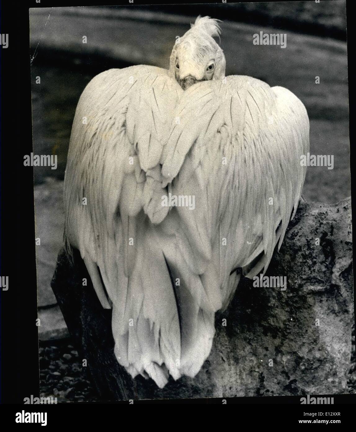 Febbraio 25, 2012 - sto guardando la: mostra fotografica con la sua testa si voltò e sepolto nel suo piume - questo ha creato pelican rende questo Foto Stock