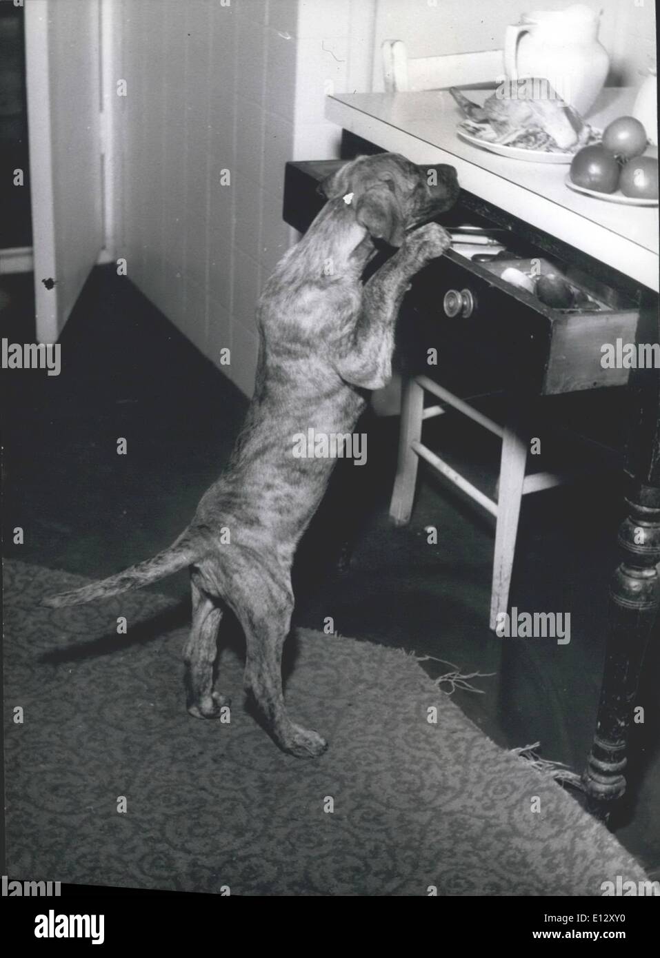 Febbraio 25, 2012 - Che cosa è questo posso odore? Foto Stock