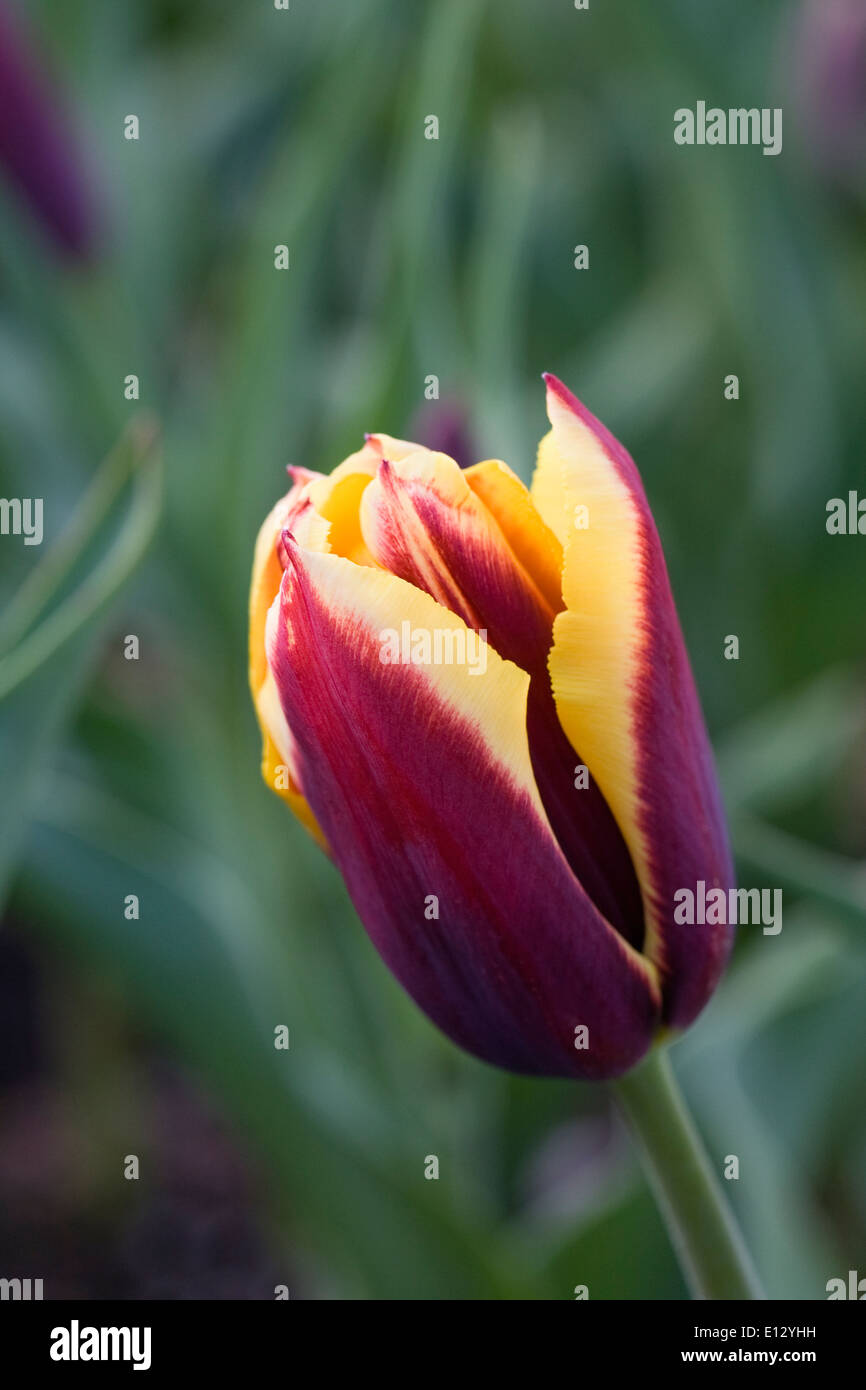 Tulipa 'Gavota'. Tulipano in un giardino di primavera. Foto Stock