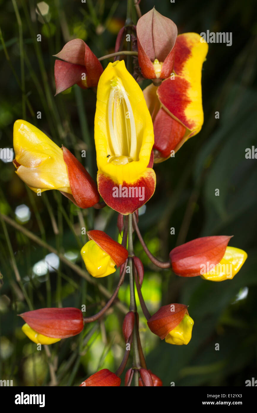 Orologio indiano vine Thunbergia mysorensis, in una serra Foto Stock