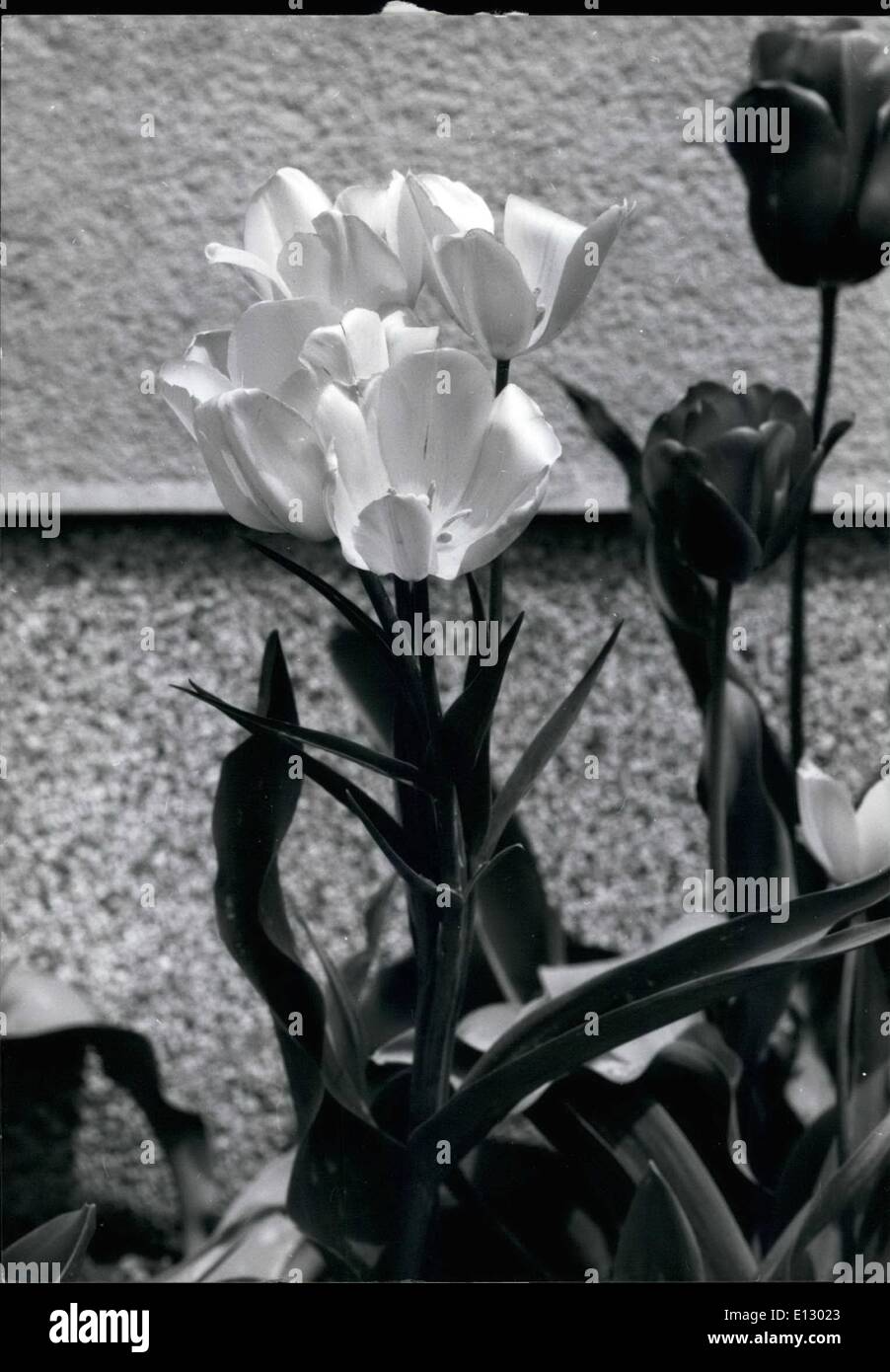 Febbraio 25, 2012 - a seguito della recente ondata di freddo, alcuni fiori interessanti sono da vedere nei parchi di Osaka, Giappone, questo tulip sentiti così stimolata dal freddo snap che esso ha deciso di visualizzare quattro bei fiori gialli su uno stelo. Foto Stock