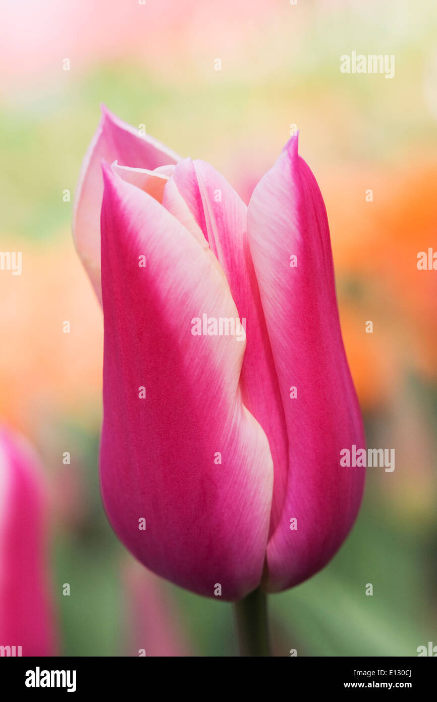 Tulipa 'Sanne'. Tulip in un giardino di primavera. Foto Stock