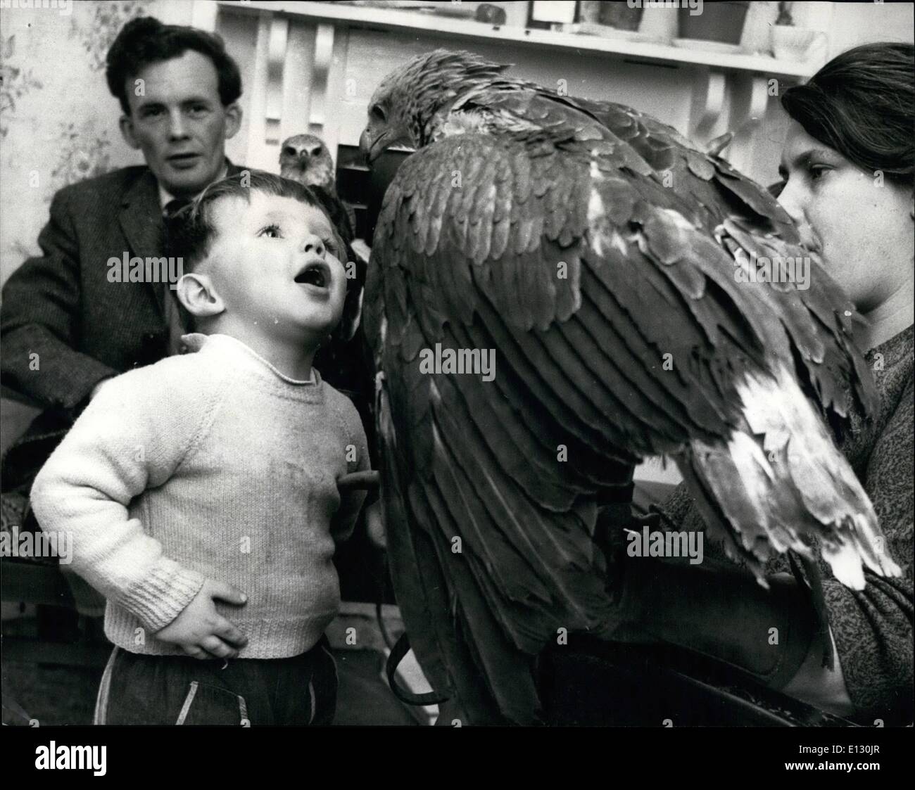 Febbraio 26, 2012 - Faccia a faccia - due-anno-vecchio Simon Oswald e un giovane con Testa Grigia la pesca Eagle. Onorevole Oswald veglia con materna Foto Stock