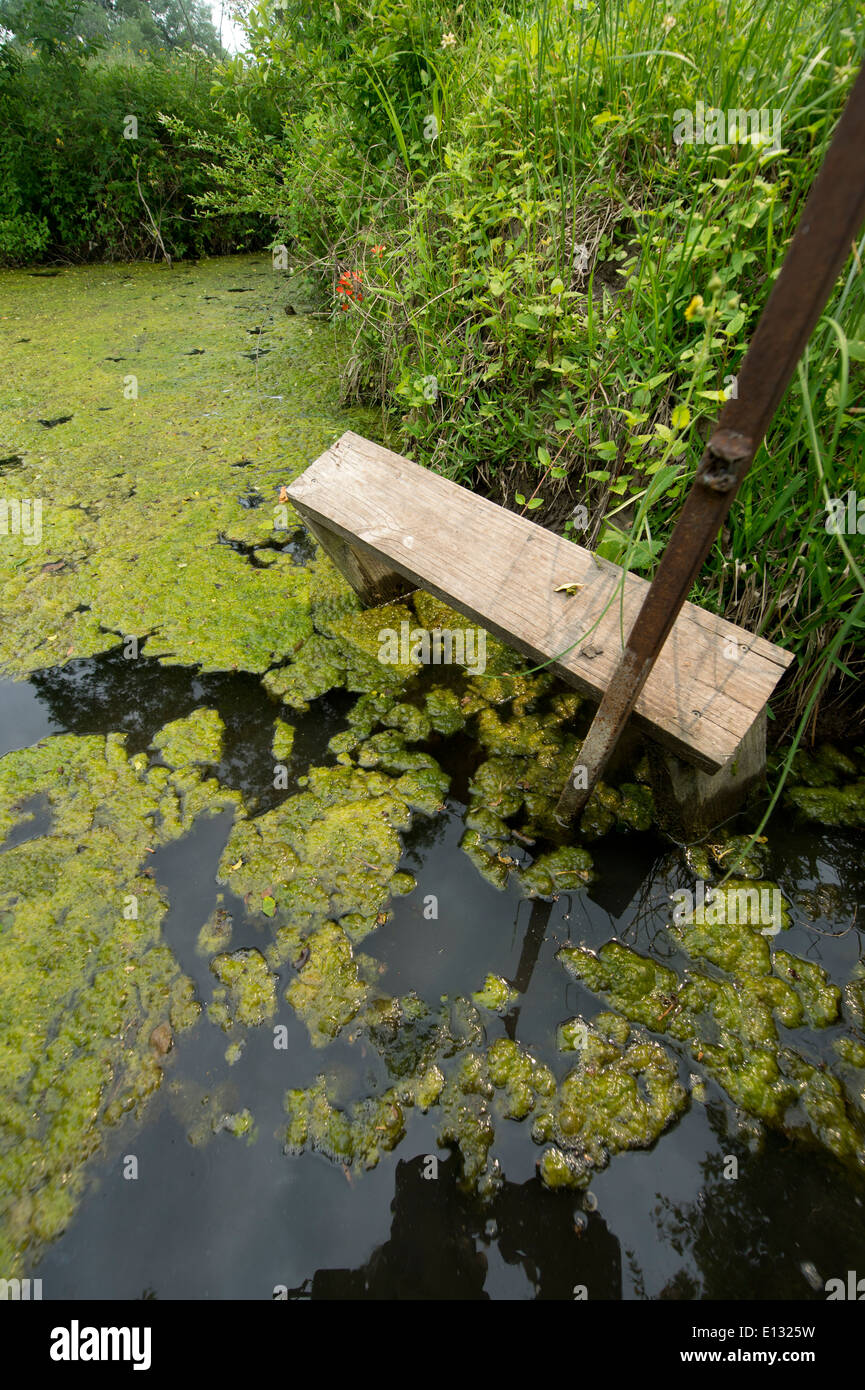 Poco Rocky Creek, sito di Texas pioneer Sam Houston's 1854 il battesimo. Texas Gov. Rick Perry è stato battezzato nel 2014. Foto Stock