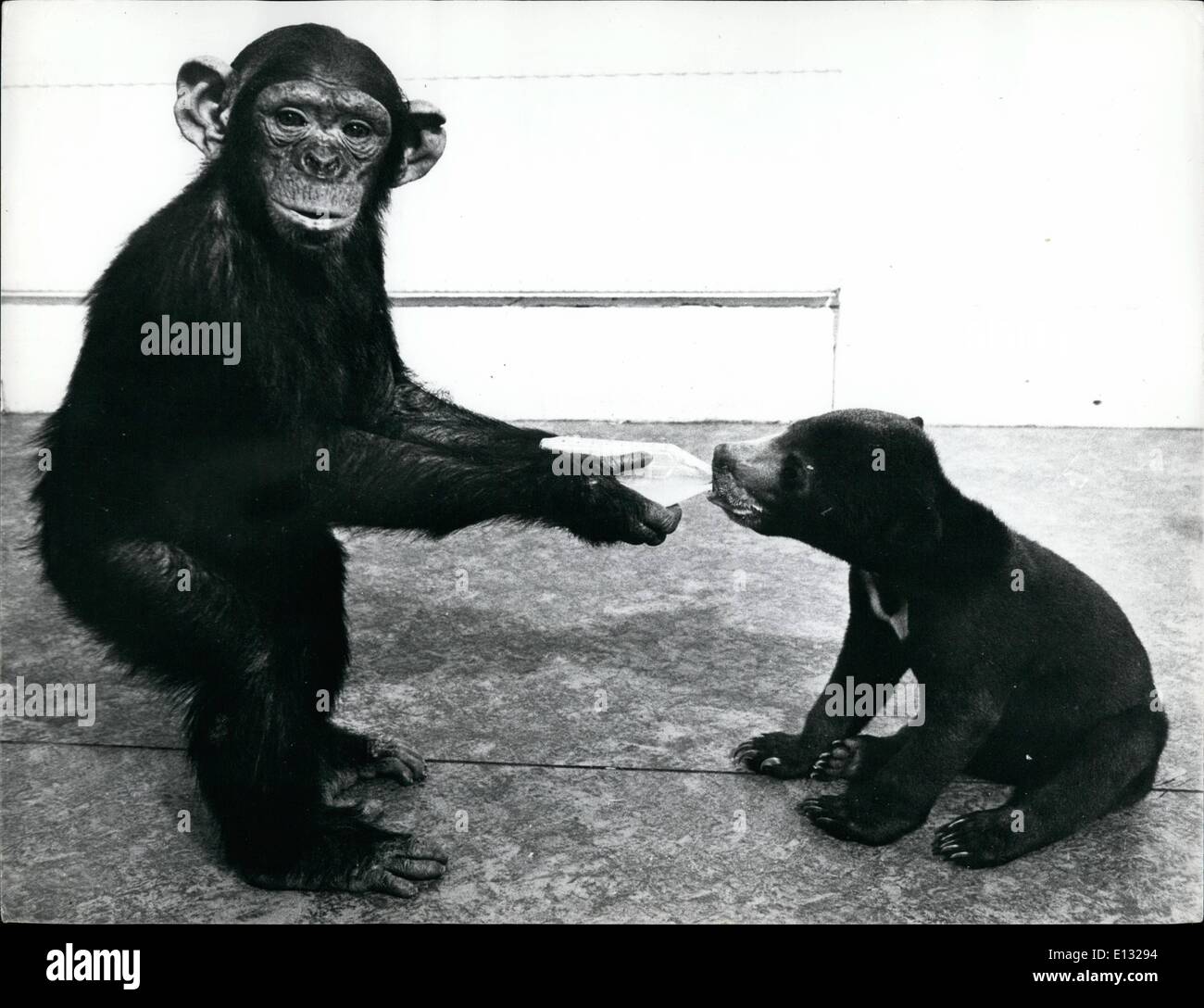 Febbraio 26, 2012 - Louis quattro anni di scimpanzé aiuta dando yogi a quattro mesi di età: la malese Sun bear, Il suo flacone. Foto Stock