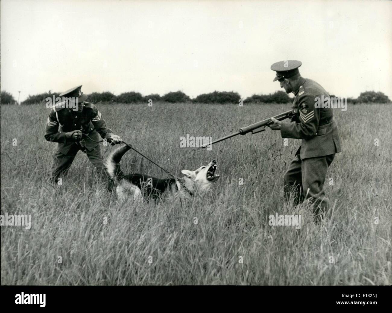 Febbraio 26, 2012 - formazione dell'esercito cani come reagire a cannonate: familiarizzazione con naso è necessario come parte della formazione fornita ai cani sottoposti a loro pre-formazione d'oltremare a Melton Mowbrays. Foto Stock