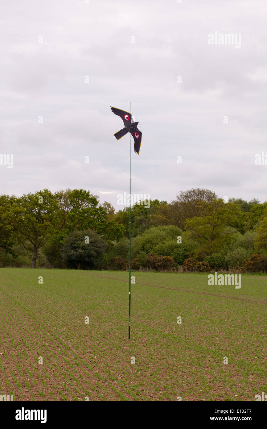 Bird spaventando Kite, con molto sottolineato gli occhi, utilizzato per agire come un dispositivo a spaventare su colture di piselli contro Pigeon Ingham. Norfolk. Foto Stock