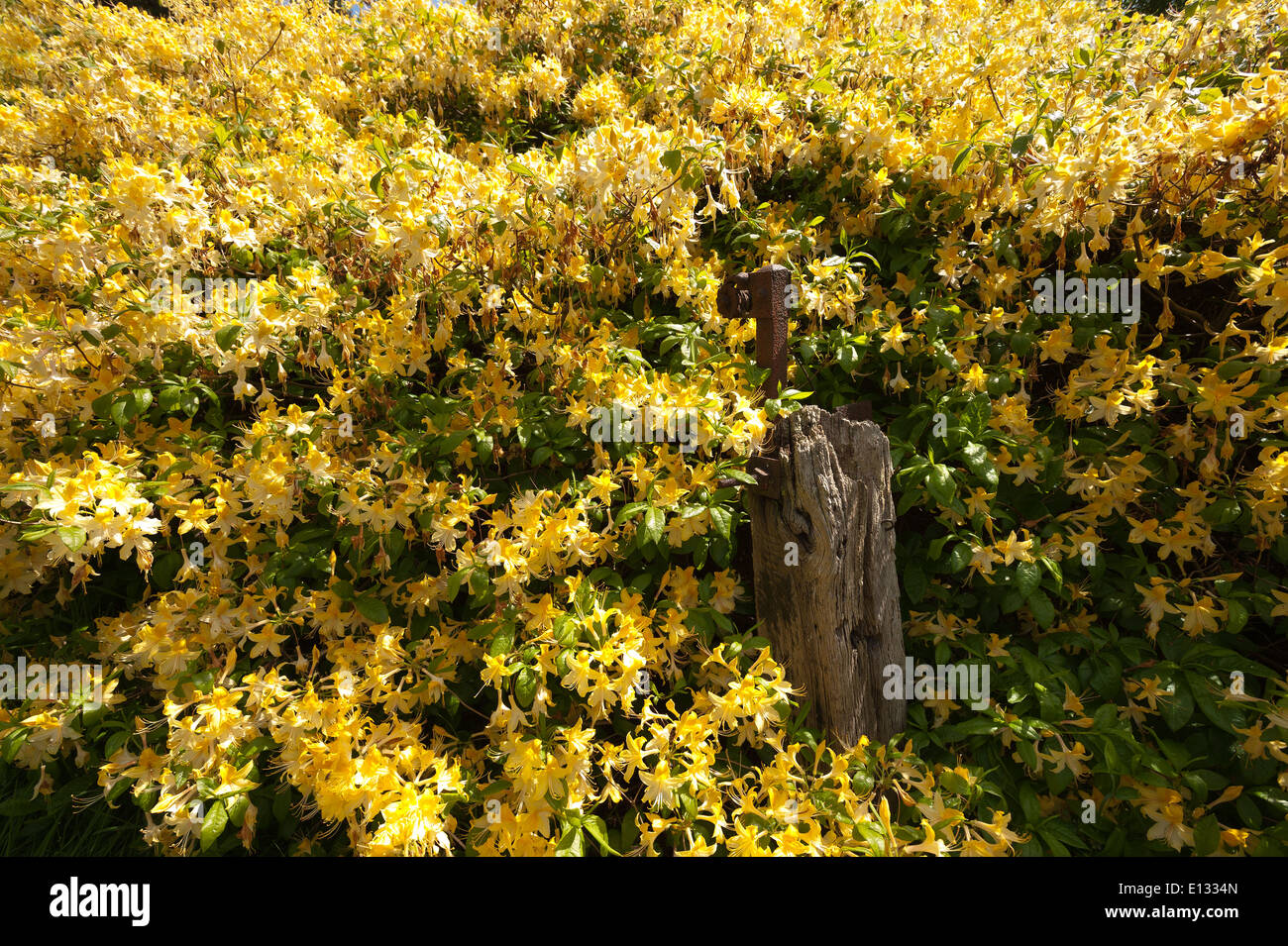 Masse abbondanti di delicati fiori di colore giallo brillante color senape fiori di rododendro un segno di primavera Foto Stock