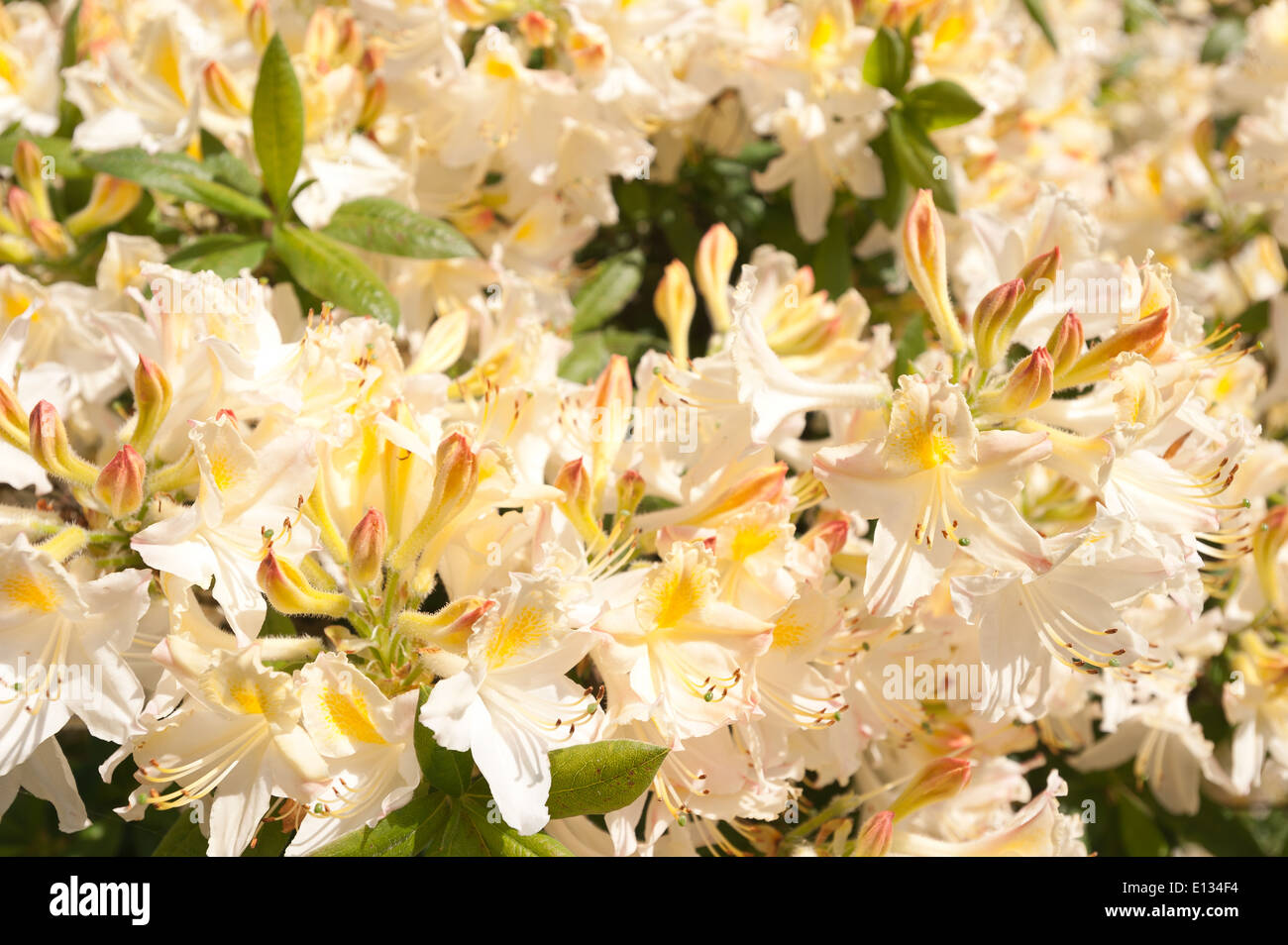 Abbondante di masse di grandi dimensioni Delicate blossom color crema pallido giallo e bianco Azalea decidui fiori Foto Stock