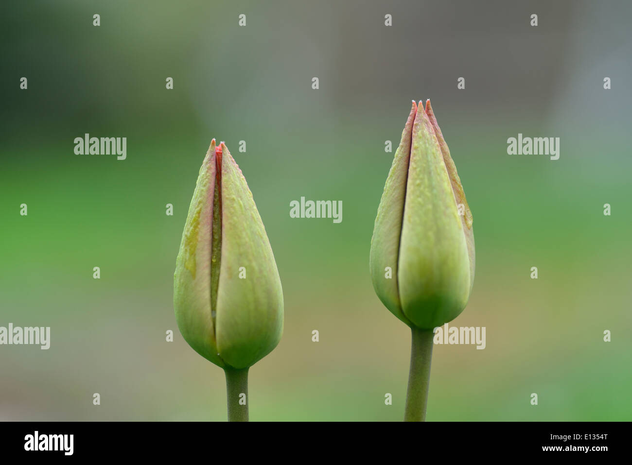 Due germogli del tulipano Foto Stock