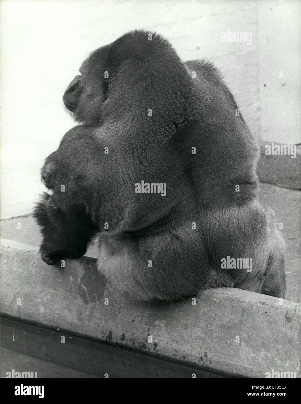 Febbraio 26, 2012 - Inverno di malcontento: Bukhama, un sedicenne gorilla in Dudley zoo nel West Midlands è quindi alimentato con l'inverno e tutti i suoi problemi che egli ha deciso che la cosa migliore da fare è stato semplicemente girare il suo ritorno su tutto. Foto Stock