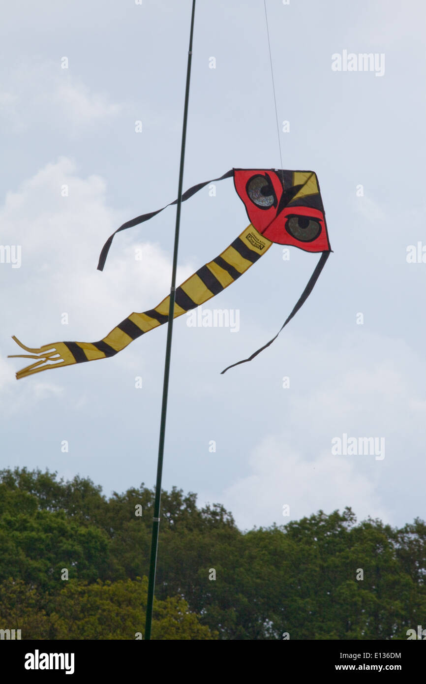 Bird spaventando Kite, con molto sottolineato gli occhi, utilizzato per agire come un dispositivo a spaventare su colture di piselli. Ingham. Norfolk. Foto Stock