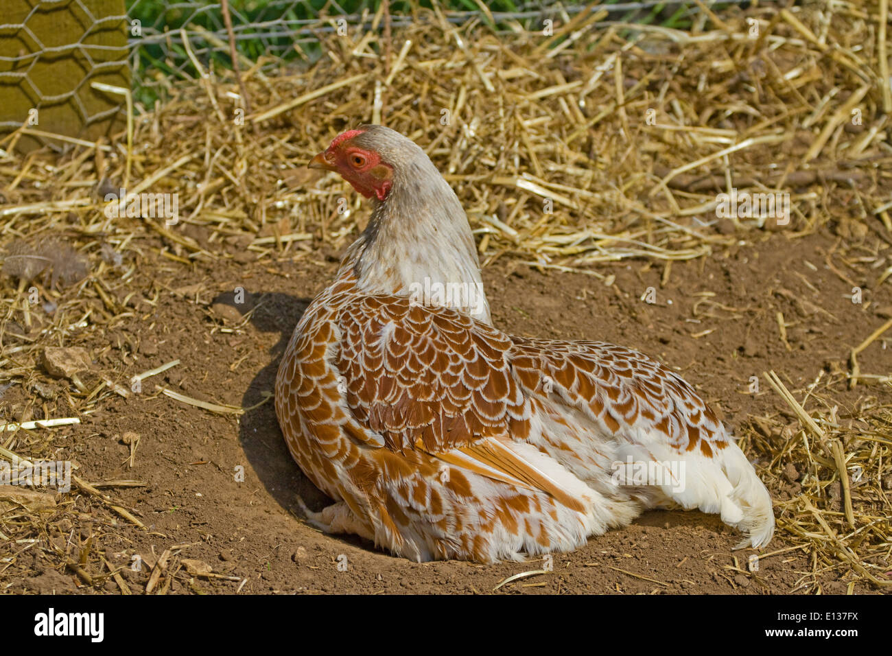 Argento cucita Wyandotte hen Foto Stock