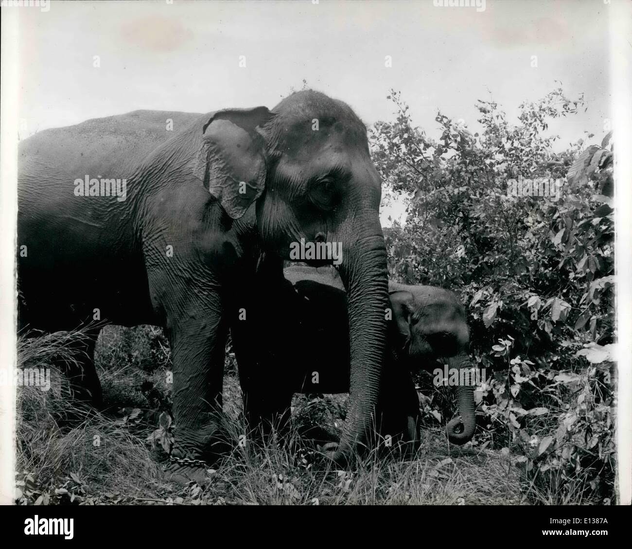 Febbraio 29, 2012 - Una madre elefante con il suo vitello che impareranno la registrazione business sul suo lato non appena essa è abbastanza grande. Foto Stock