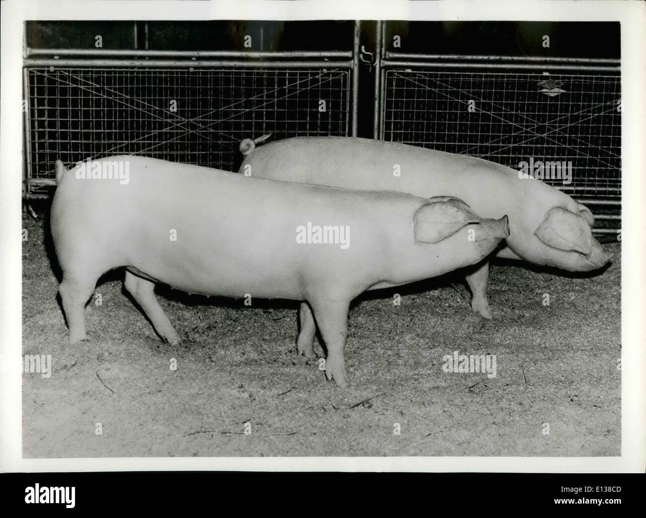 Febbraio 29, 2012 - I VINCITORI DI UNA LUNGHEZZA. Descritto come avente , lunghezza fini per la loro età ed eccezionalmente bene i prosciutti di coppia di agosto nato scrofette Walsh ha vinto il premio supremo per la penna di barbabietole di due maiali in occasione della recente fiera di Smithfield tenutasi a Londra Foto mostra uno della coppia vincente sfrutta appieno la sua lunghezza per la fotocamera presso la Fiera di Smithfield. Essi sono allevati e di proprietà di due giovani fratelli, G.N. e Bosch Barrett del Cambridgeshire, Inghilterra Foto Stock