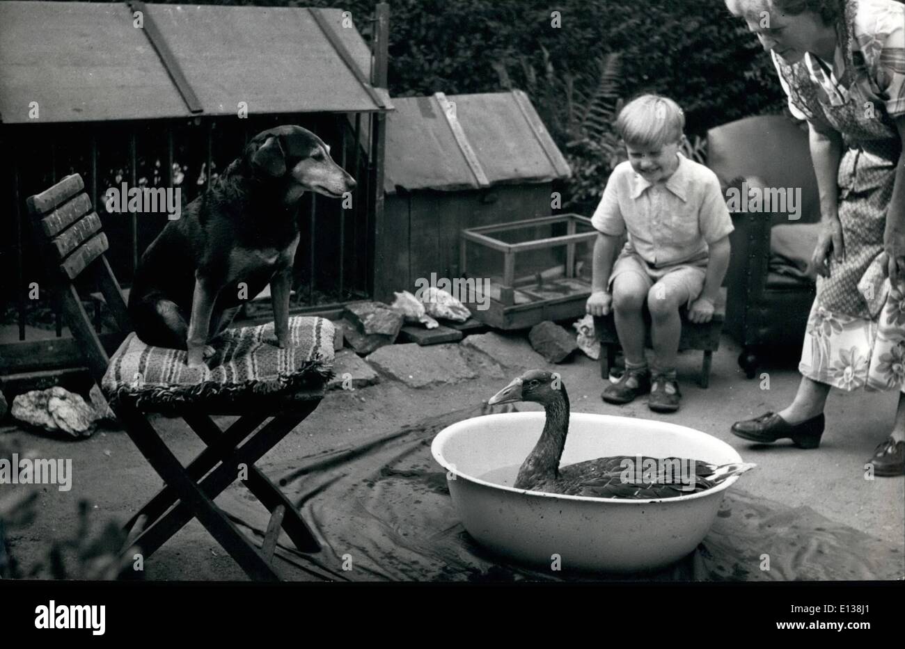 Febbraio 29, 2012 - Bagno tempo fro l'oca.: finalmente una volta alla settimana, Penny gode di una vasca da bagno nel giardino sul retro. Diane, il terrier, invariabilmente orologi. Graham e sua madre, la sig.ra Raper, esistono per supervisionare il funzionamento. Foto Stock