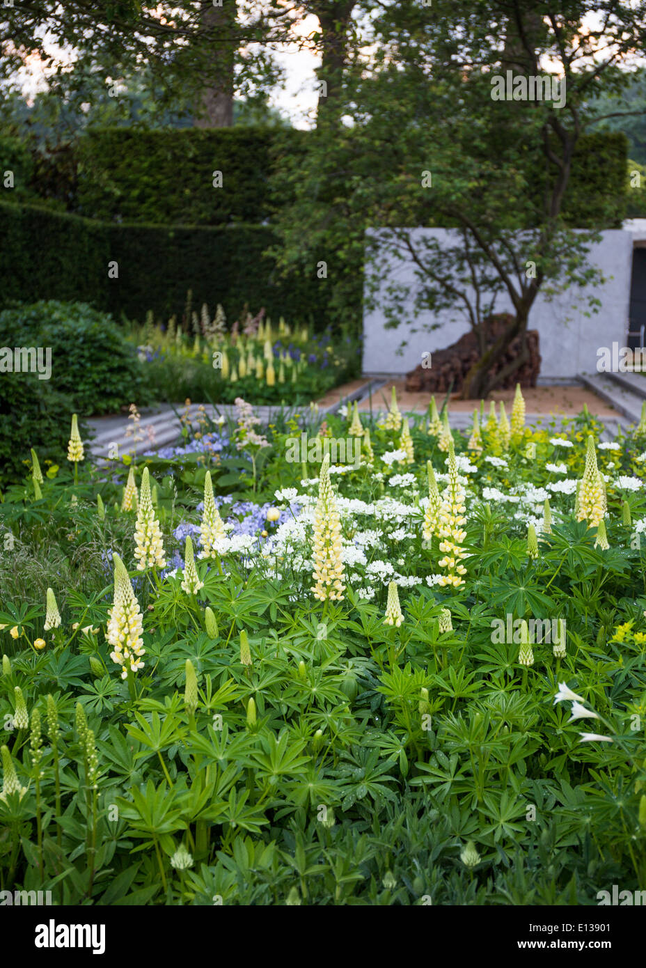 Londra, UK, 19 maggio 2014. RHS Chelsea Flower Show2014 sponsorizzato da M&G. Il Laurent-Perrier giardino disegnato da Luciano Guibbil Foto Stock