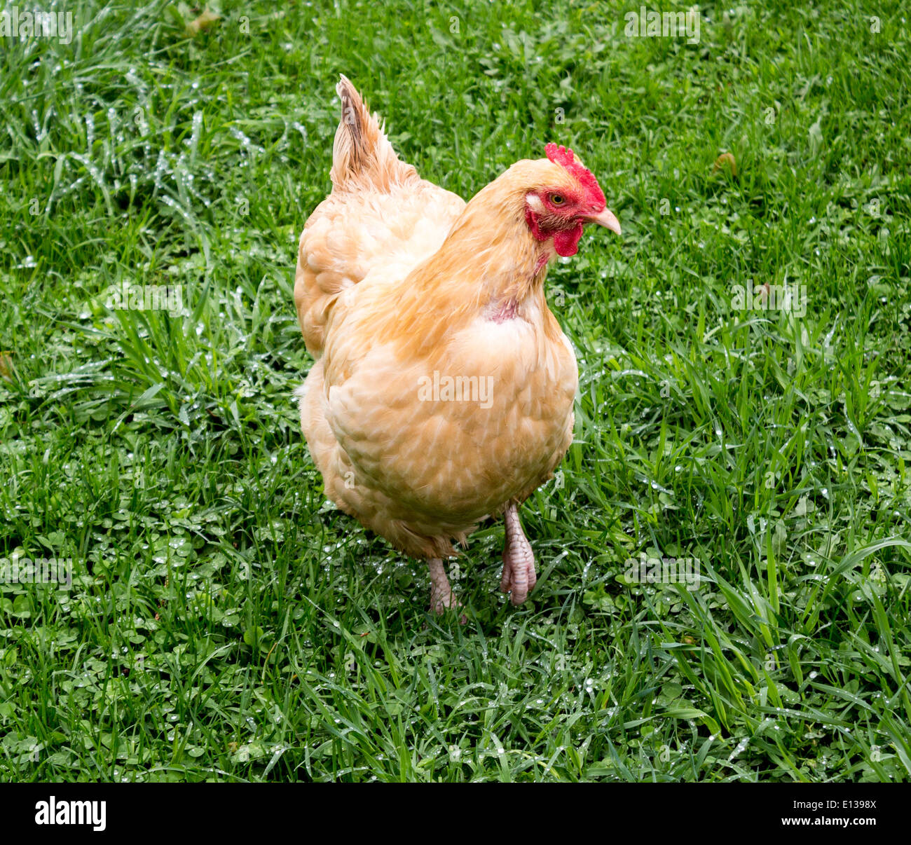 Lohmann Brown uovo di pollo di posa Foto Stock