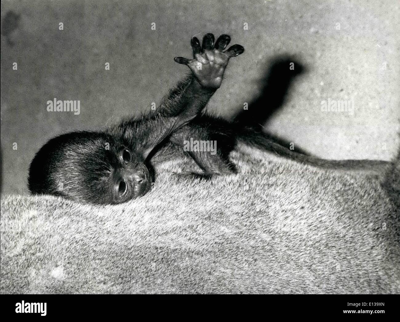 Febbraio 29, 2012 - Prima visione della vita: 'Darien'' quindici giorni Wooltape, raffigurato in lo Zoo di Basilea, Svizzera prende il suo primo sguardo al nuovo mondo come corre sul dorso della madre. Foto Stock