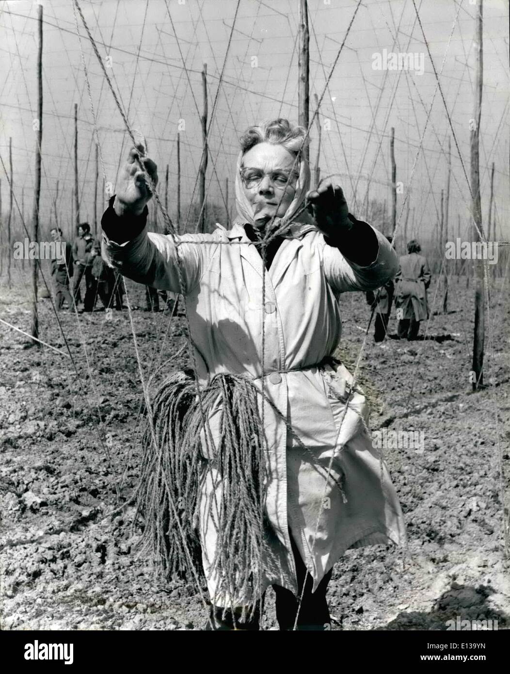 Febbraio 29, 2012 - HOP STRINGERS mostrano le loro abilità. Cinquanta uomini e donne lavoratori agricoli da Kent e Sussex sono state concorrenti nel annuel Hop Stringing concorrenza a far Spitzbrook, MARDEN, Kent oggi. Mostra fotografica di:- uno dei ''Benders-In'' ONOREVOLE IRENE DERRY, al lavoro in una giornata di sole oggi. Ella era aiutare il sig. Giovanni gancio un ex campione, che si è piazzato al terzo posto nella odierna contest. Foto Stock