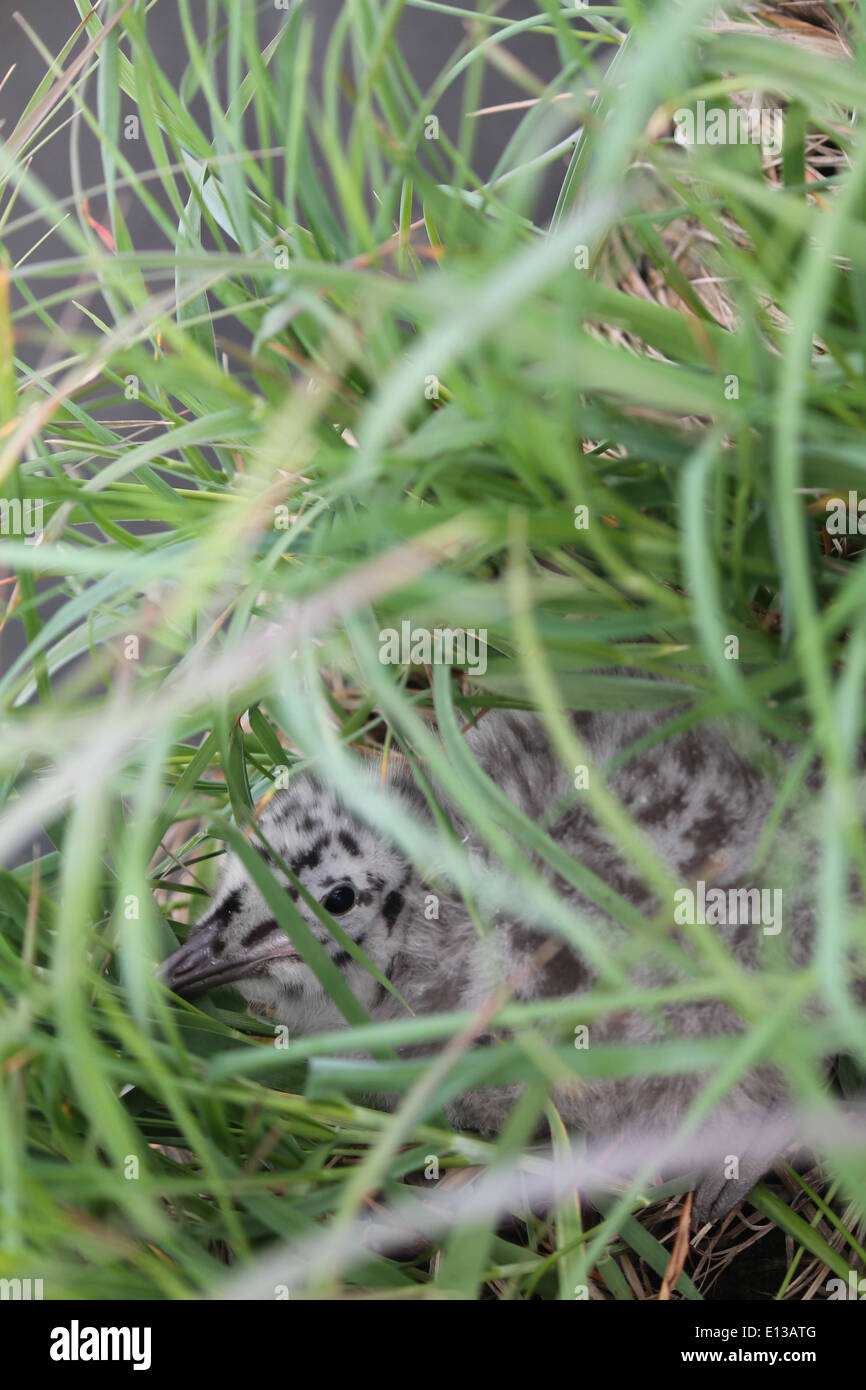 Un gabbiano sbircia attraverso l'ambiente del Yukon Delta National Wildlife Refuge durante le attività stagionali in Alaska. Foto Stock