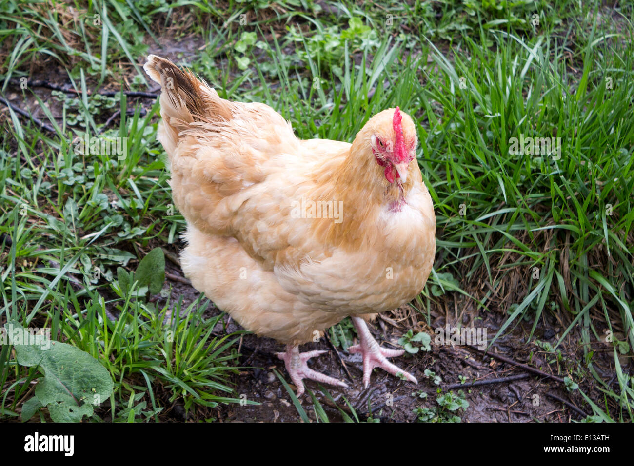 Lohmann Brown uovo di pollo di posa Foto Stock
