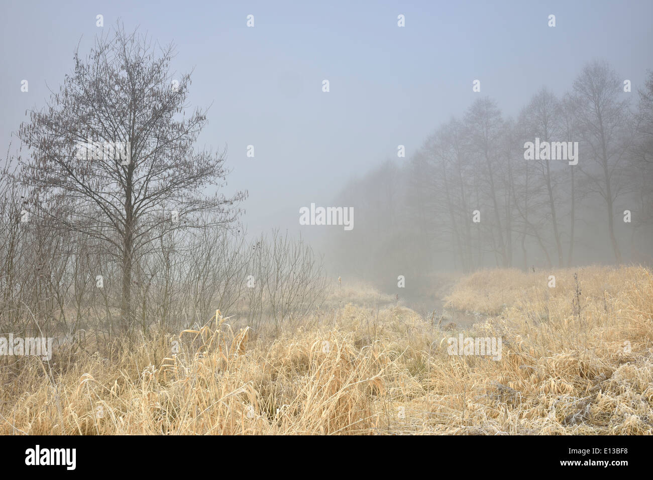 Mattinata nebbiosa, regione Mazovia, Polonia Foto Stock