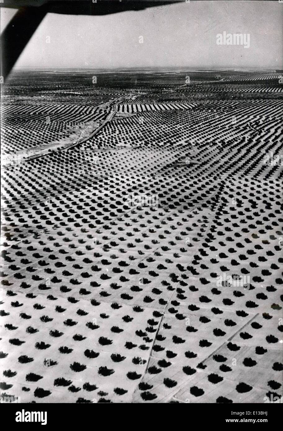 Febbraio 29, 2012 - 26 milioni di olivi piantati nel deserto. Una vista di enormi alberi di ulivo, piantagione in un deserto Tunisino. 45 La nuova piantagione è previsto per la produzione di 45.000 tonnellate di olio d'oliva per campagna. Agosto 18/55 Foto Stock