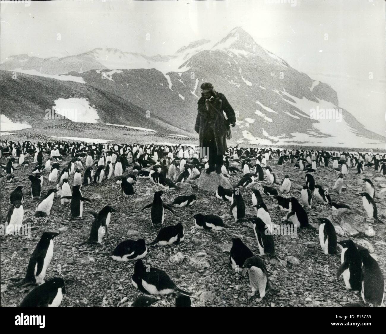 Mar 02, 2012 - Lone uomo tra 160.000 penguin extra. Un uomo solitario vive solo in Antartide la sua unica azienda....160.000 pinguini. Questo è il tema di un nuovo film che vengono fatti attualmente chiamato ''Forbush ed i pinguini'' per catturare il realismo della situazione attore John Hurt in realtà spende settimane tra l'Adelie pinguini a una colonia a Esperanza nella speranza congelato bay. La storia narra di un pavone orgoglioso di Londra di un uomo che si è parlato di fare uno studio scientifico in Antartide da se stesso Foto Stock
