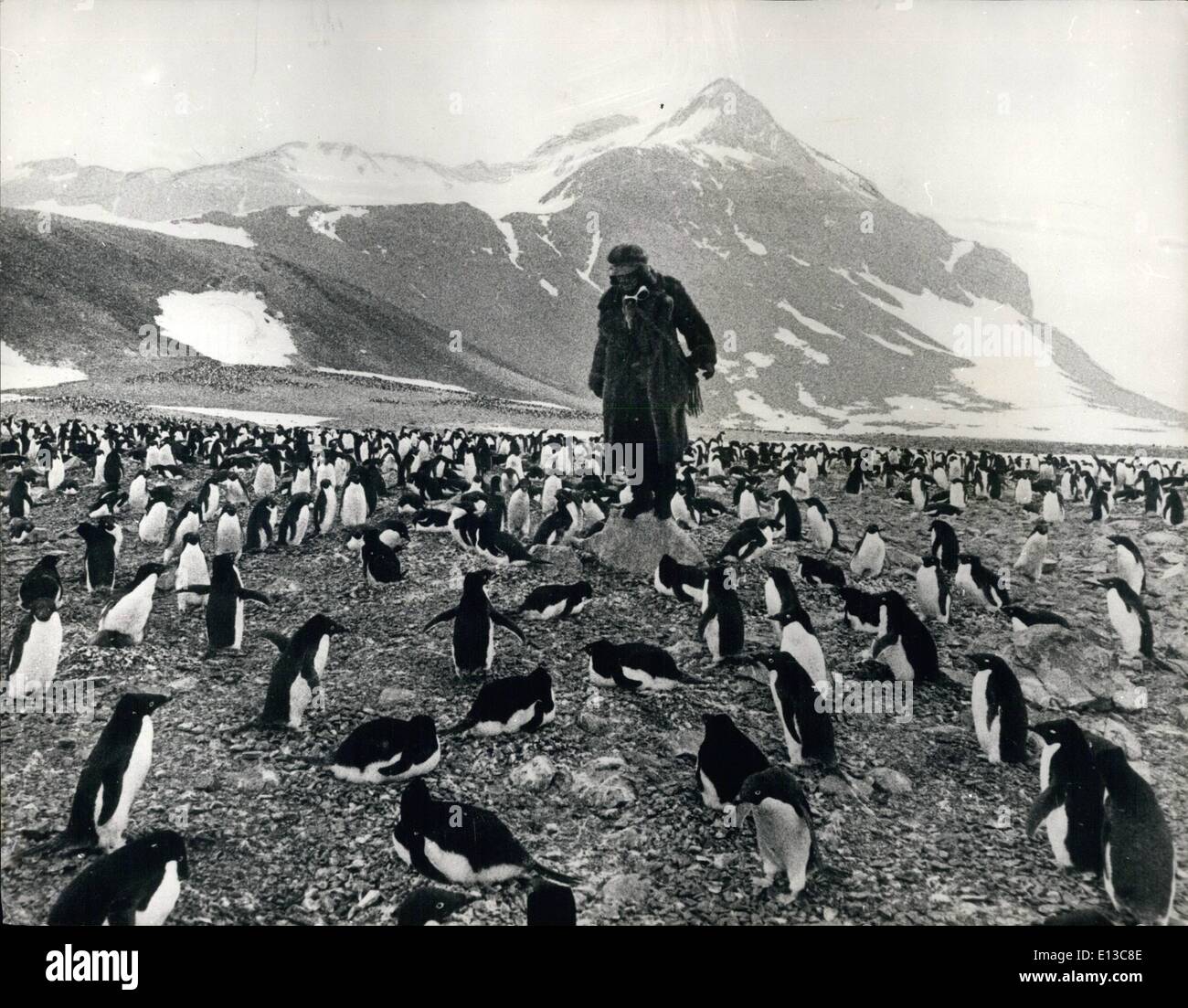 Mar 02, 2012 - Lone uomo tra 160.000 Penguin extra: un uomo solitario vive solo in Antartide la sua unica azienda... 160.000 i pinguini. Questo è il tema di un nuovo film che vengono fatti attualmente chiamato ''Forbush ed i pinguini''. Per catturare il realismo della situazione attore John Hurt in realtà spende settimane tra l'Adelie pinguini a una colonia a Esperanza nella speranza congelato Bay. La storia narra di un pavone orgoglioso di Londra di un uomo che si è parlato di fare uno studio scientifico in Antartide da se stesso Foto Stock
