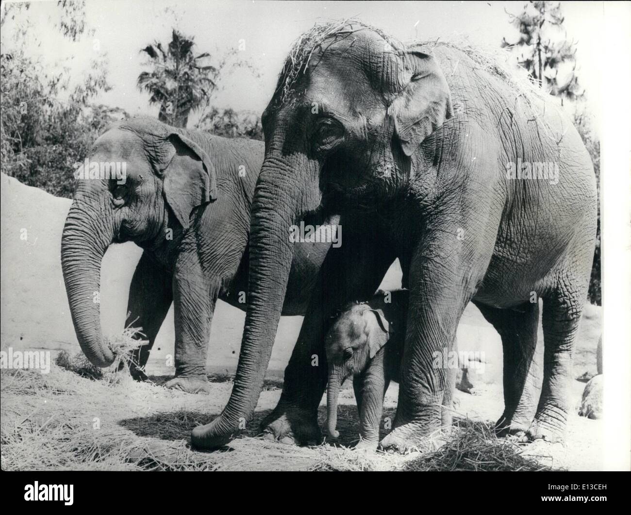 Mar 02, 2012 - Il giorno un elefante non potrà mai dimenticare - presentando l'ultima aggiunta al lo Zoo di Los Angeles, è questo bambino Bull Elephant Wieghing in a 150cubs, una frazione del suo peso delle madri di 6,500lbs, ''Metu'' la madre di elefante, gavebirth al suo orgoglio e gioia prematurly, egli è nato dopo 21 mesi invece dei soliti 22. è raro per baby elephantd di essere nati in cattività, ma questo è un ancora più memorabile accasion perché questo chappies madre era anche nato in cattività, rendendo il primo scond-genaratior elephant di essere nati in cattività e anche nell'emisfero occidentale Foto Stock