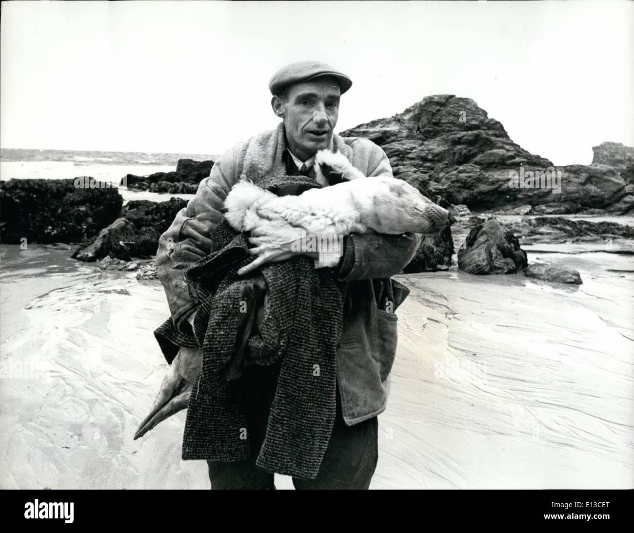 Mar 02, 2012 - Ken Jones: L'uomo che salva i mari. Strumentale nella lotta per salvare la vita di centinaia di cuccioli di foca lavato fino sulle coste della Cornovaglia, è 42 anni cafe gallese proppietor Ken Jones,di sant'Agnese. Ken divenne primo interessato nelle guarnizioni di tenuta nel 1961, quando egli fa risuonare un bambino malato guarnizione, ricevendo molta pubblicità nella stampa locale. Quando un altro giovane guarnizione è stato lavato fino, Ken è stato chiesto di guardare dopo di esso - e in un breve periodo di tempo era sano e rilasciato Foto Stock