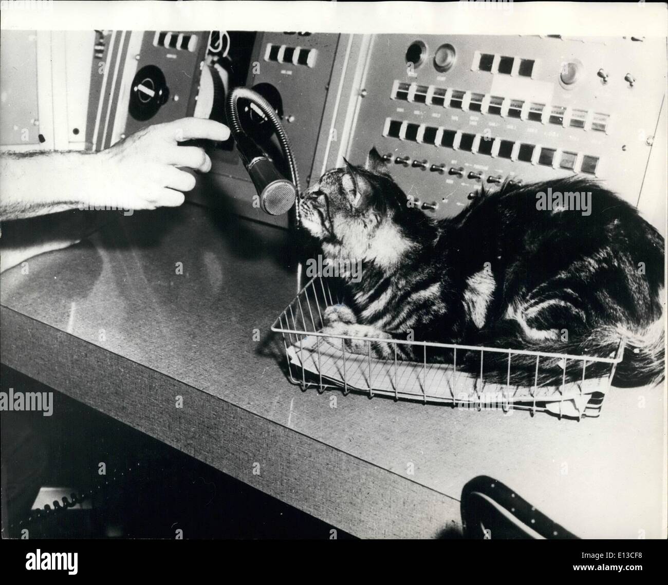 02 marzo 2012 - Cat Aids U.S. Rocket Program: Tiger è un gatto che ama ...