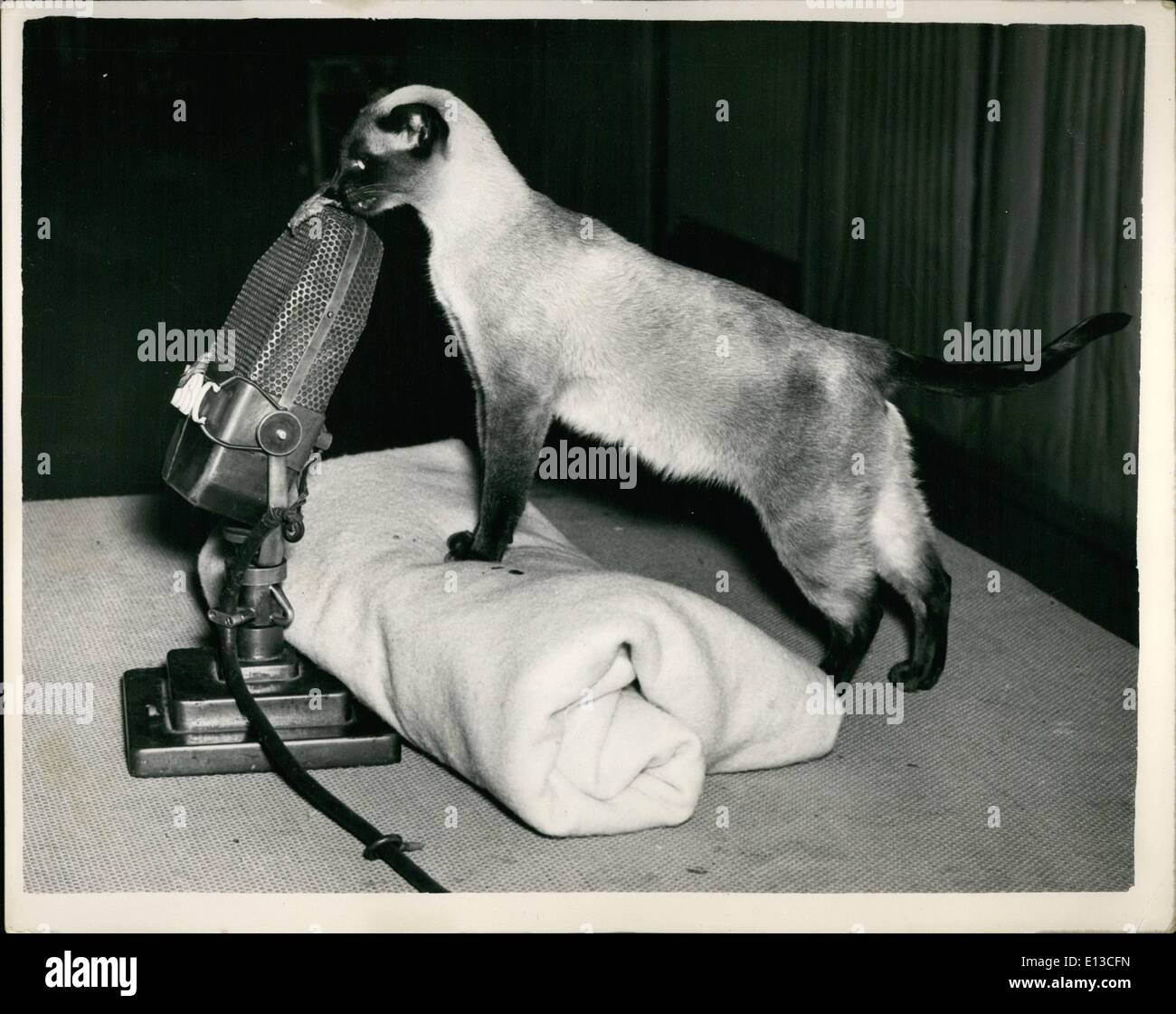 Mar 02, 2012 - siamese gatto record per B.B.C. Programma.. TaI-Lu un gatto siamese gatto era quello di essere visto presso la Sala Eolie, Bond Street, questo pomeriggio la registrazione per la sua parte nel programma B.B.C. ''Ciao c'' - che viene trasmesso in data 1 febbraio. Keystone mostra fotografica di:- ta I-Lu ha bisogno di un posto di incoraggiamento per arrivare fino al microfono - in essa di un pezzo di carne - durante la registrazione di questo pomeriggio. Foto Stock