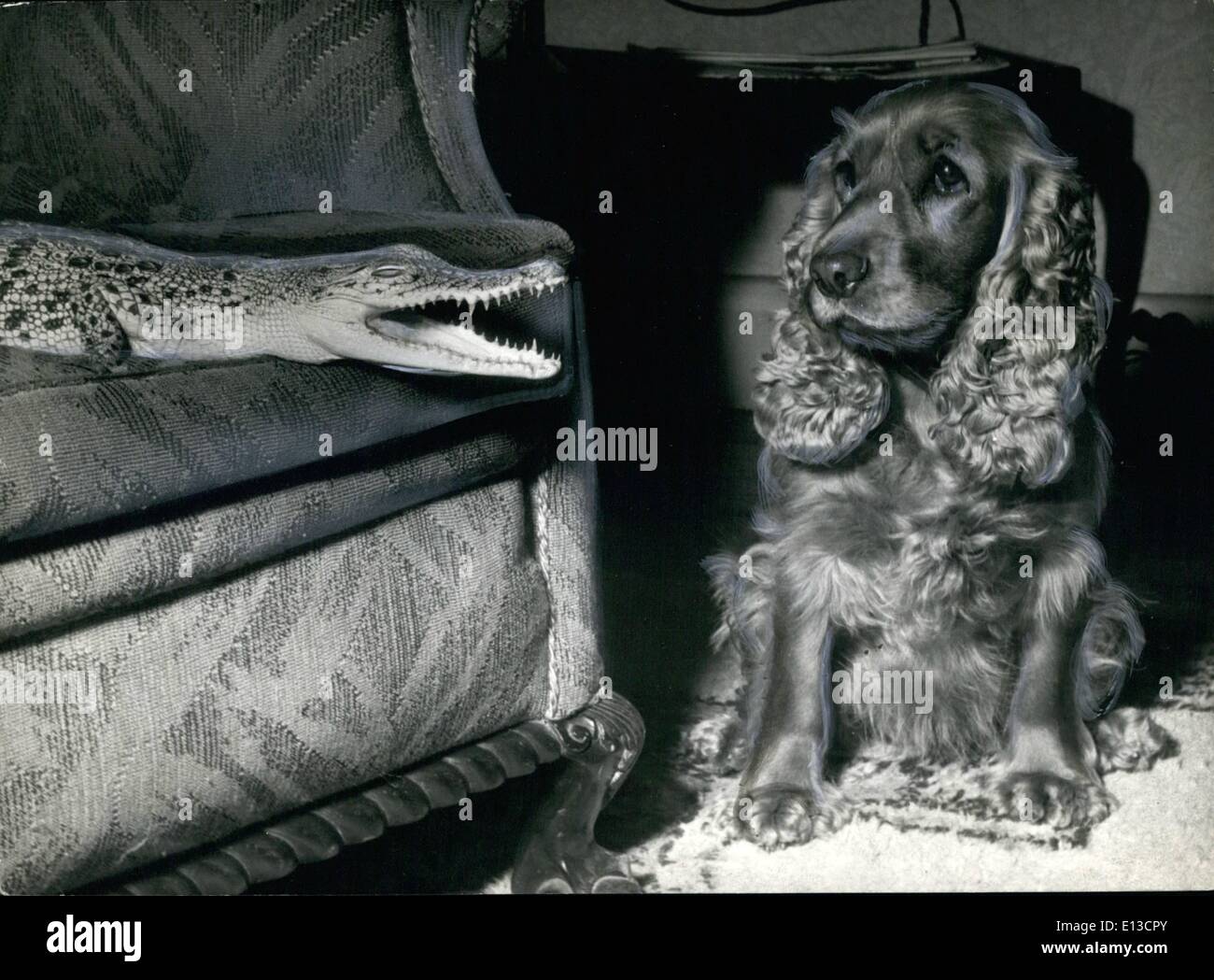 Mar 02, 2012 - Bene, c'è una divertente Ricerca Cosa: Sally, Épagneul cane ha un aspetto un po' disorientati e lei potrebbe essere quando Foto Stock