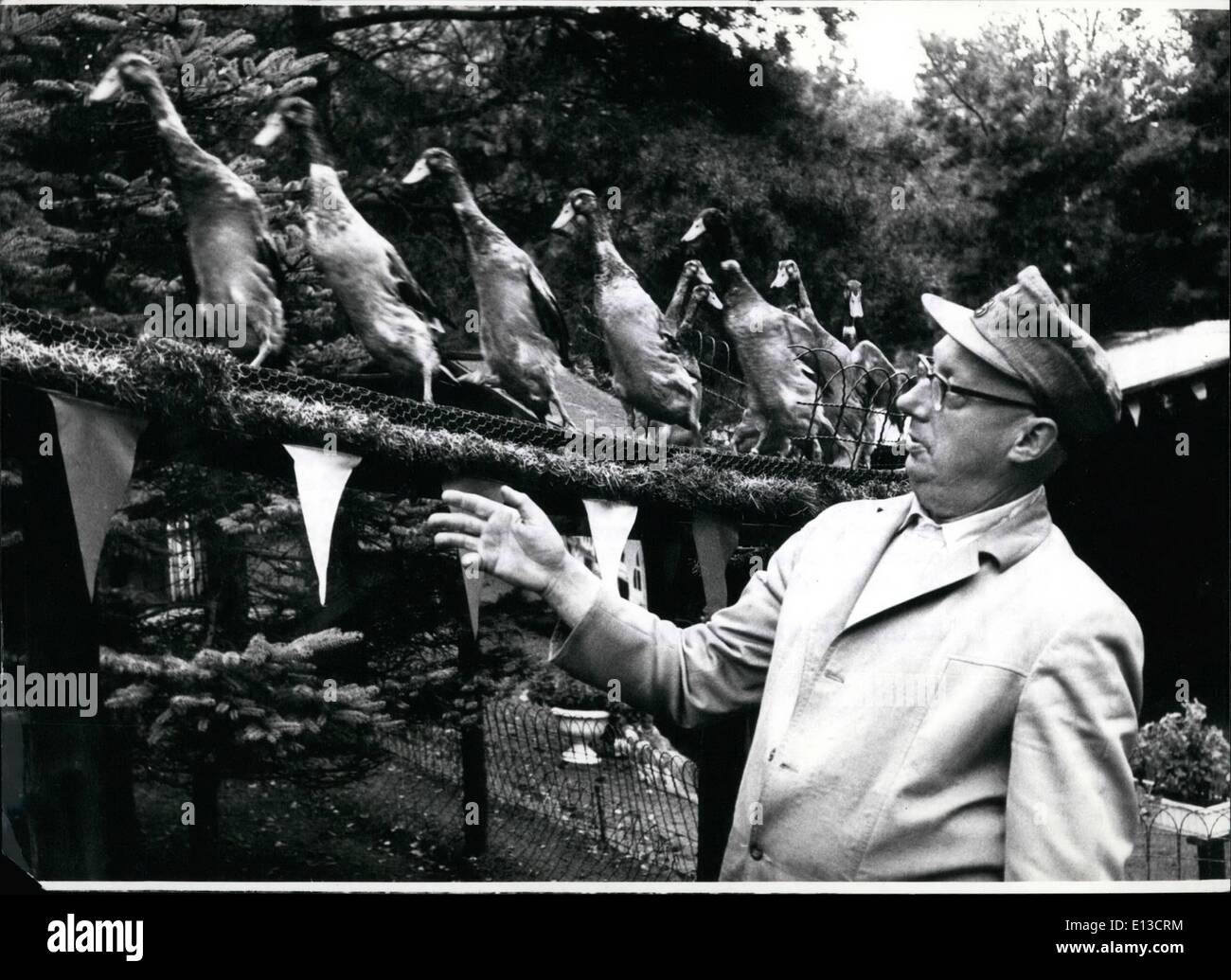 Mar 02, 2012 - DUCK-CIRCUS IN HEATHER DI LUENEBURG/WESTGERMANY che questi artisti di selvaggina di penna non sono venuta in padella, è il parere unanime dei visitatori del solo duck-circo del mondo, che è in corrispondenza di Bevensen/Occidentale-germania in heather del. Lueneburg. Bird-allevatore e amante degli animali Benno Kiihnert (BENNO KOHNERT) aveva fatto senza formazione dispettose ma con bassa parole e un sacco di conoscenze sulla psicologia degli animali, che questi Indish walk-anatre a un ordine inizio a cackle e per finire, a marzo e a riposare ancora Foto Stock