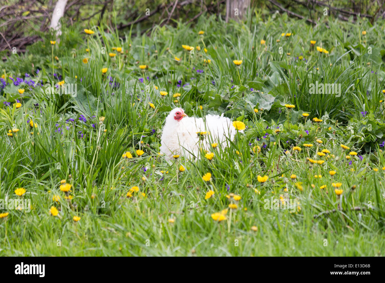 Un Frizzle free range chicken appoggiata in erba Foto Stock