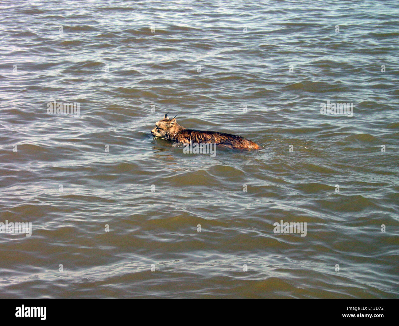 Lynx Attraversamento fiume Kuskokwim Foto Stock