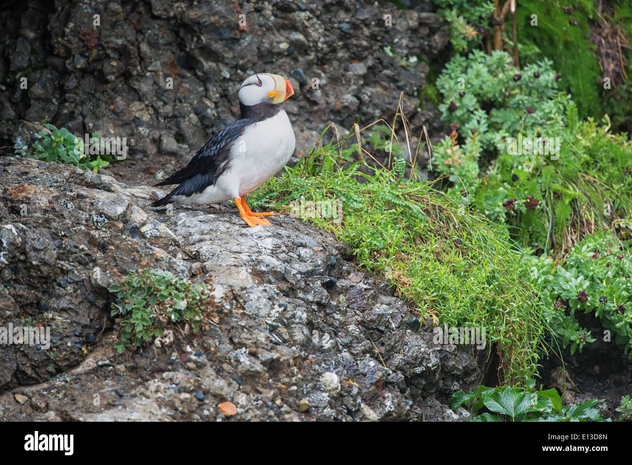 Cornuto Puffin appollaiato su un affioramento roccioso, Isola d'anatra, Alaska Maritime Wildlife Refuge, Alaska Foto Stock