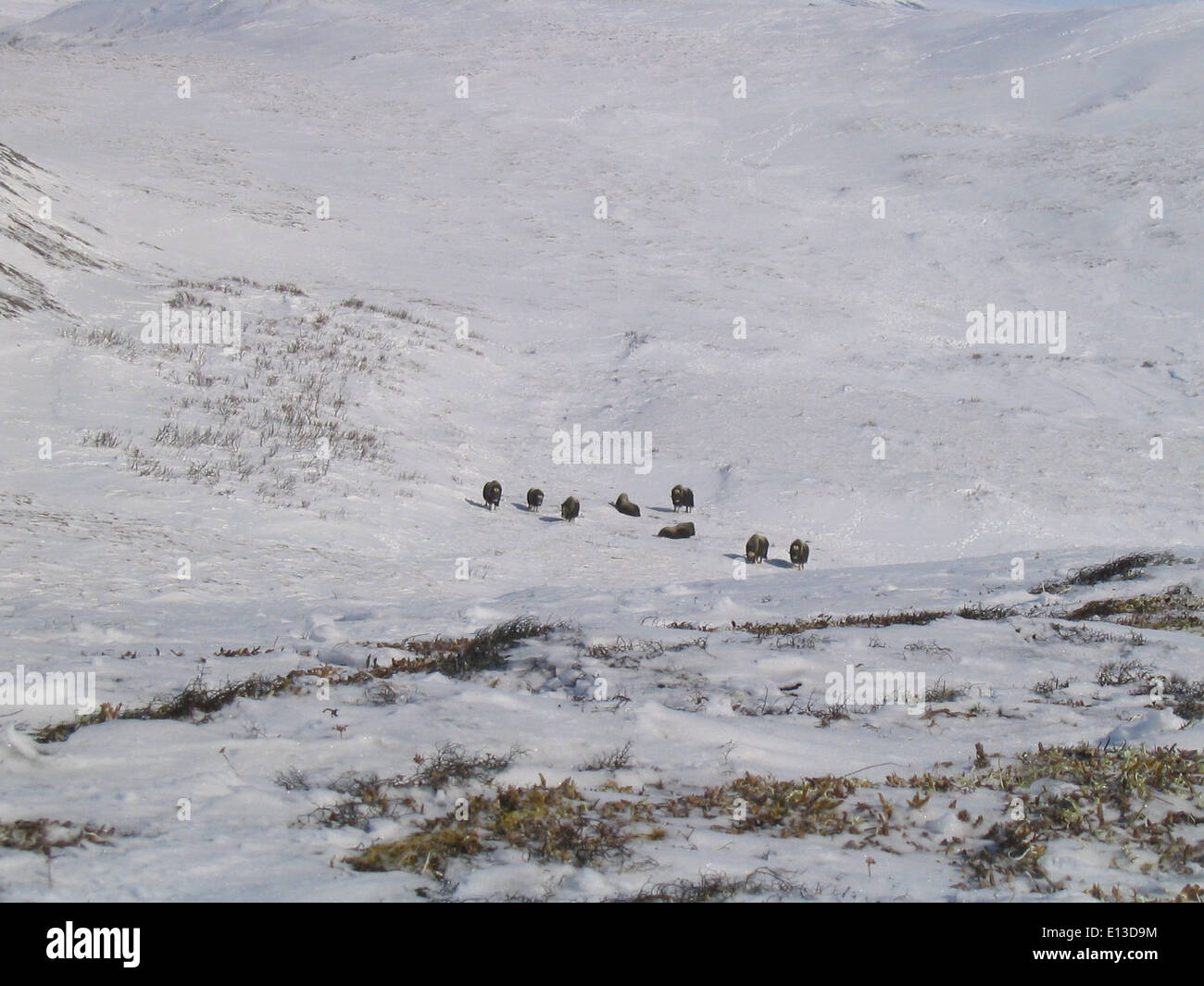 I Muskox sono stati osservati durante un'indagine di Gyrfalcon condotta nel Rifugio Nazionale Wildlife del Delta dello Yukon. L'indagine si è concentrata sul monitoraggio dell'attività di Gyrfalcon, osservando contemporaneamente la presenza di muschio, una specie importante nell'ecosistema artico. Questa ricerca aiuta a comprendere le popolazioni della fauna selvatica e le dinamiche dei predatori nella regione. Foto Stock