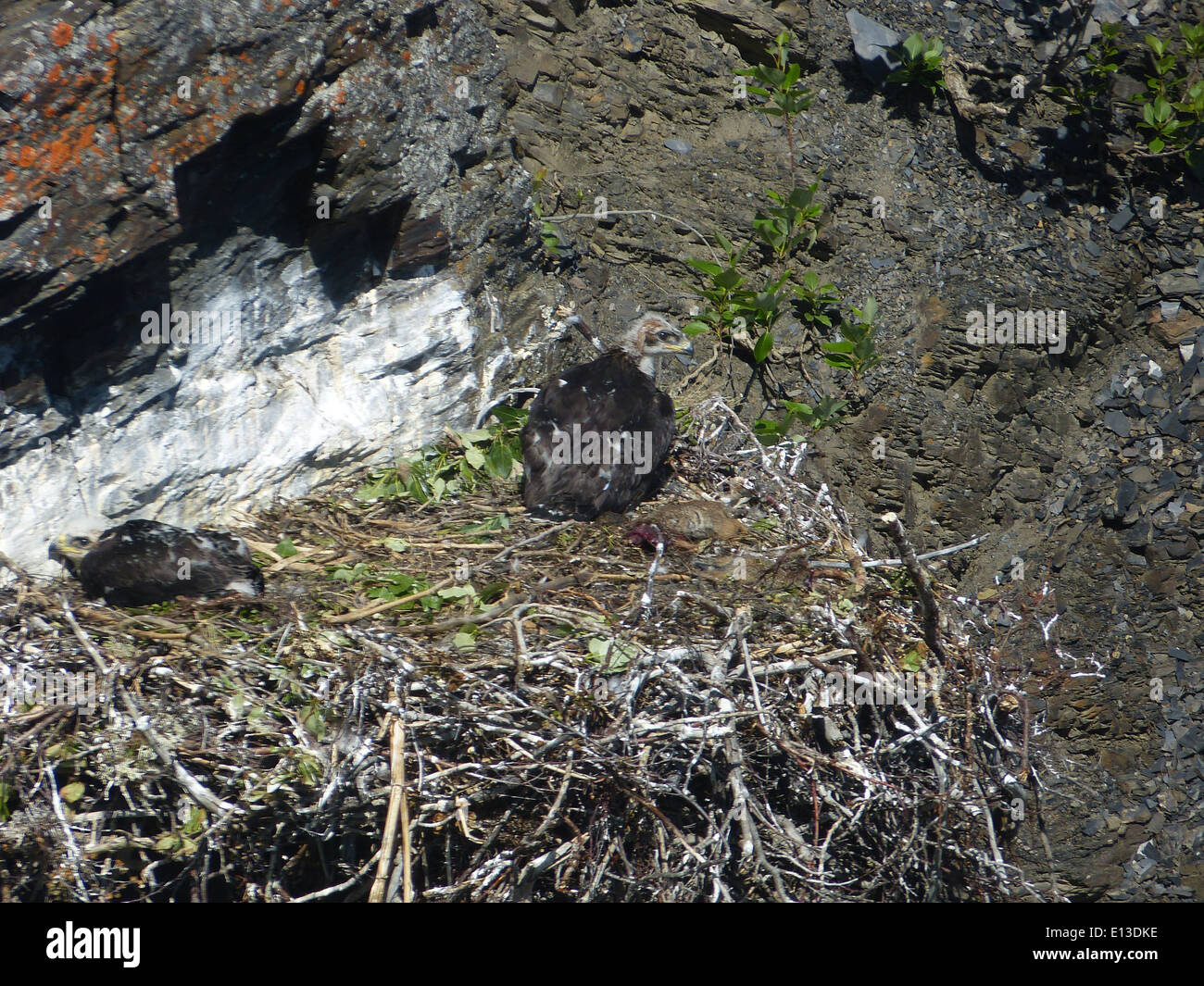Un nido d'aquila d'oro nella riserva naturale nazionale del Delta dello Yukon è monitorato da indagini sui rapaci, fornendo dati critici per la protezione e la gestione delle specie nelle Kilbuck Mountains. Foto Stock