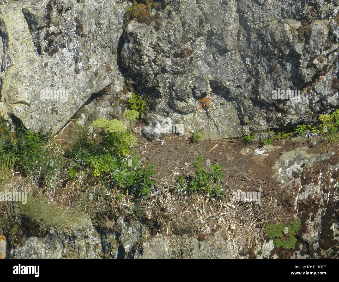 Un nido di Gyrfalcon nel Yukon Delta National Wildlife Refuge viene esaminato utilizzando elicotteri per monitorare le popolazioni di rapaci. Questa indagine fa parte degli sforzi di conservazione in corso per la specie nelle Kilbuck Mountains dell'Alaska. Foto Stock