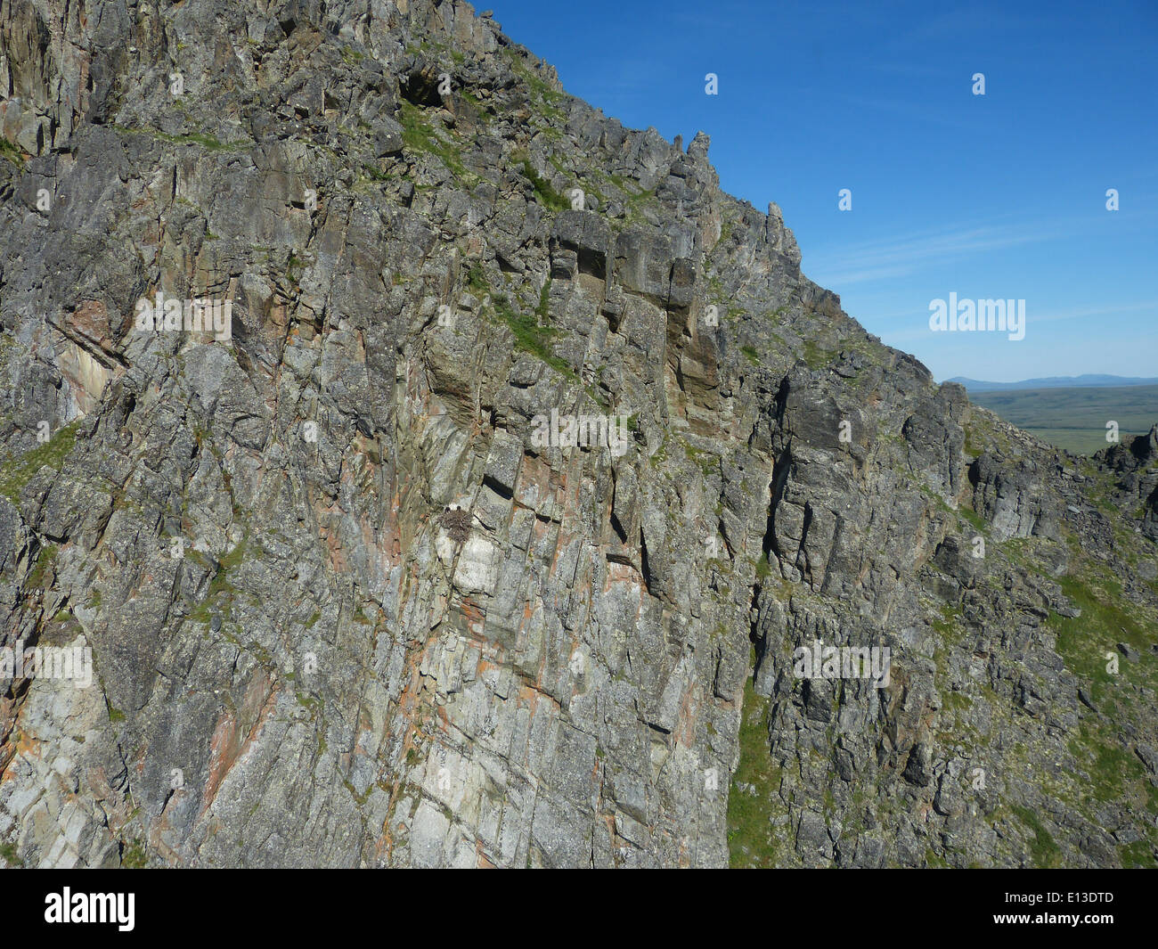 Un nido d'aquila dorata situato nella riserva naturale nazionale del Delta dello Yukon viene esaminato utilizzando un elicottero per il monitoraggio. Questa specie è nota per i suoi grandi nidi e per il ruolo significativo nella comunità dei rapaci. Foto Stock